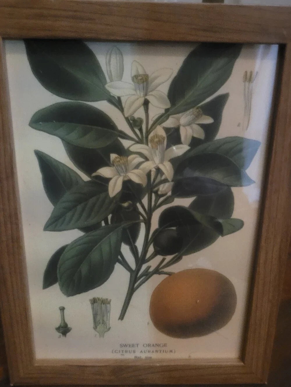 Botanical Sweet Orange Wall Art Print in Green and Cream - Unbranded